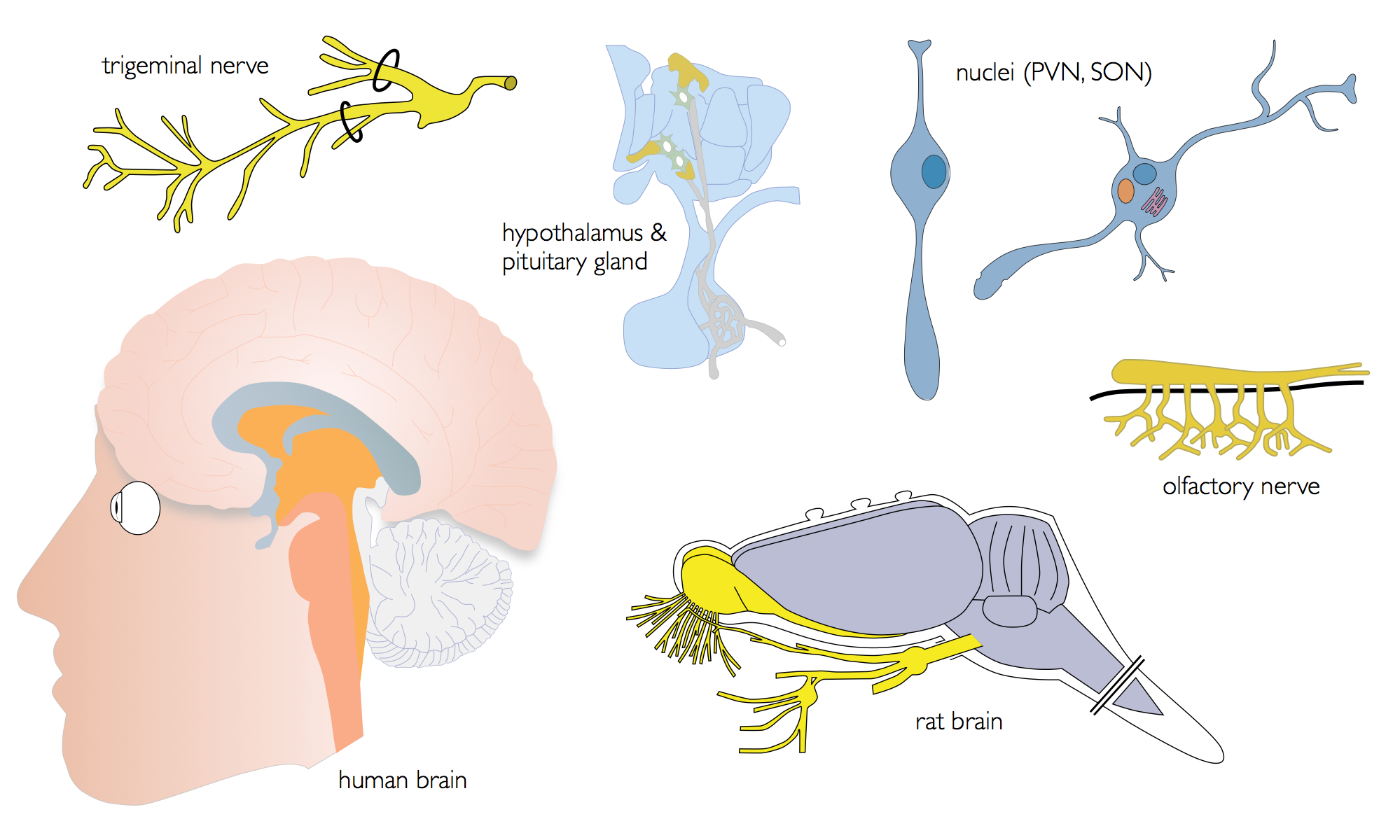 Visual elements – Neuroscience & graphic design