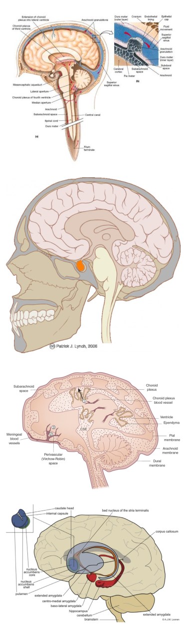 anatomical_to_diagrammatic_human_brain_page1