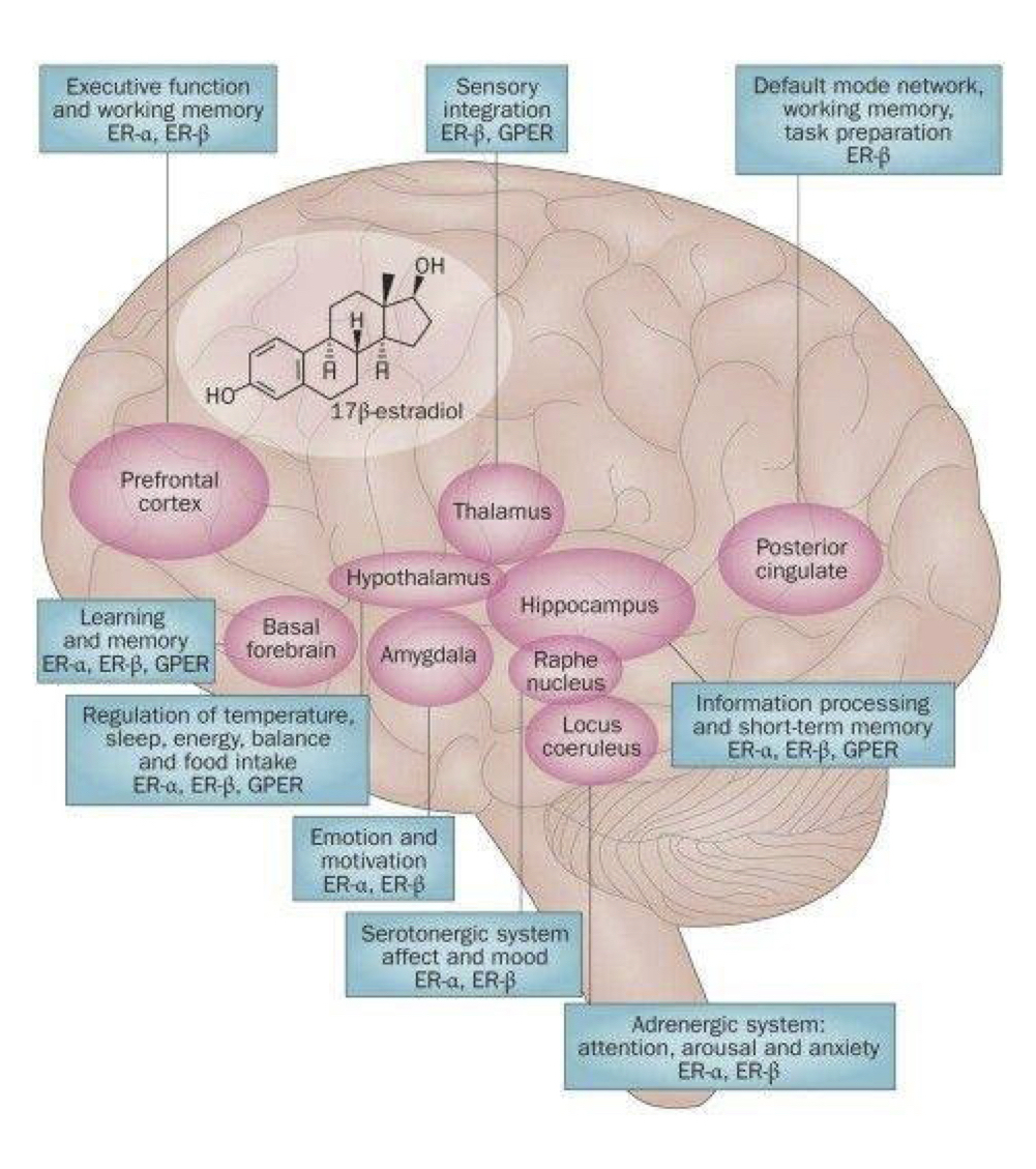 From anatomical to diagrammatic (continued) – Neuroscience & graphic design