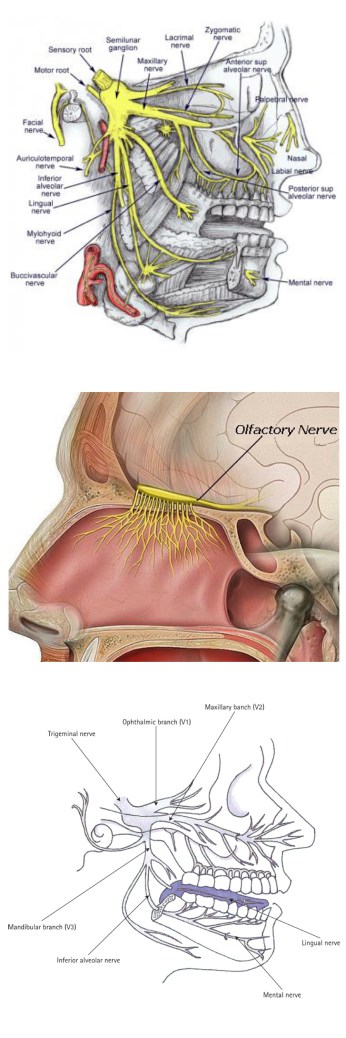anatomical_to_diagrammatic_nerves_page1