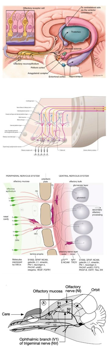 anatomical_to_diagrammatic_nerves_page2