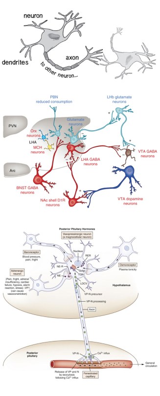 anatomical_to_diagrammatic_neurons_page1