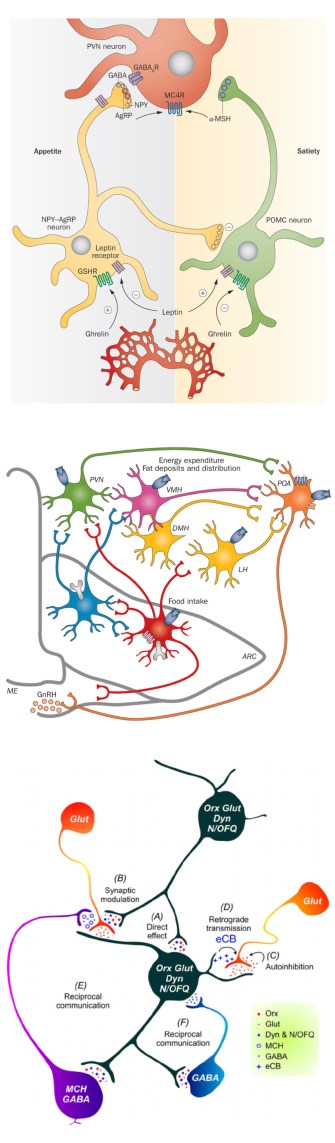 anatomical_to_diagrammatic_neurons_page2
