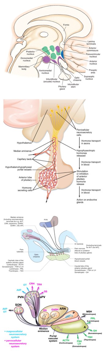 anatomical_to_diagrammatic_nuclei_page2