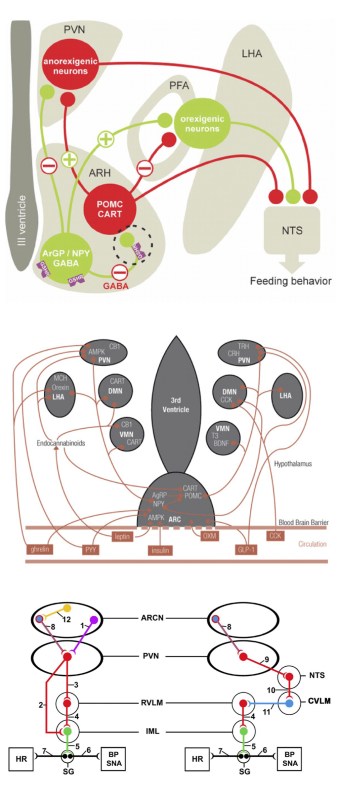 anatomical_to_diagrammatic_nuclei_page3