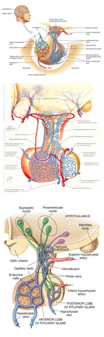 anatomical_to_diagrammatic_pituitary_page1