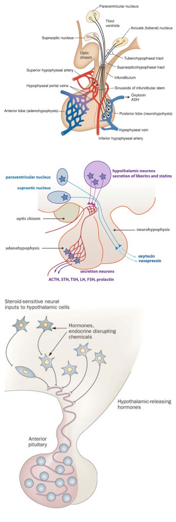 anatomical_to_diagrammatic_pituitary_page2