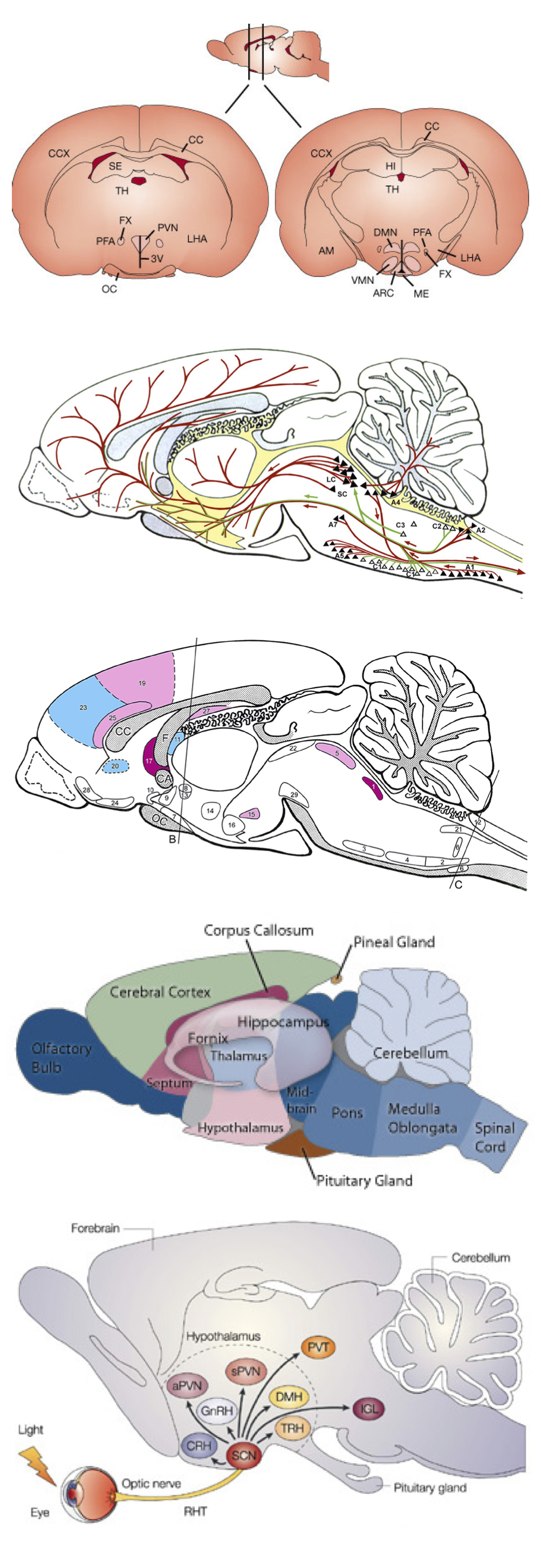 Rat Brain Chart.pdf From anatomical to diagrammatic (continued) – Neuroscience & graphic design