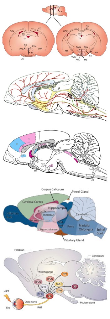 anatomical_to_diagrammatic_rat_brain_page1