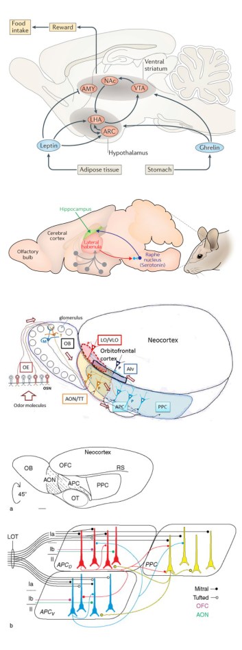 anatomical_to_diagrammatic_rat_brain_page2
