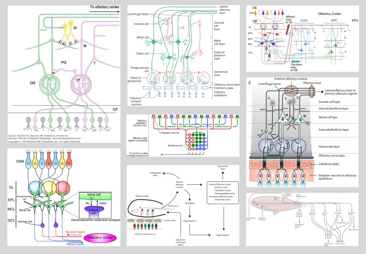 olfactory_epithelium_2D_x-section1