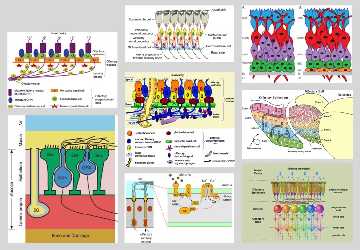 olfactory_epithelium_2D_x-section2