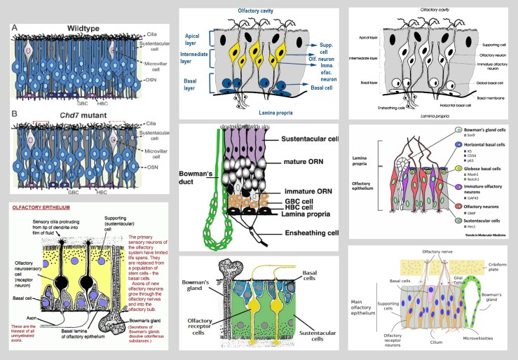 olfactory_epithelium_2D_x-section3
