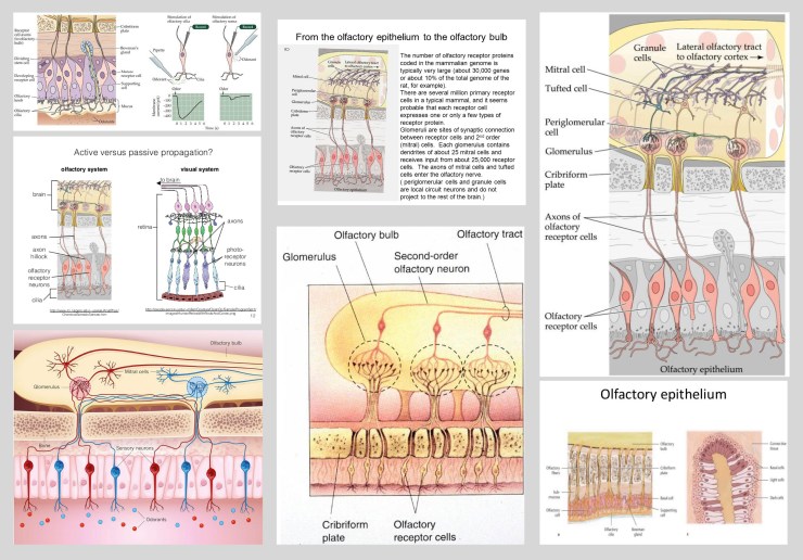 olfactory_epithelium_2D_x-section4