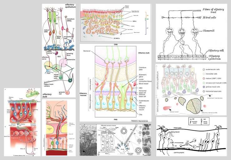 olfactory_epithelium_2D_x-section5