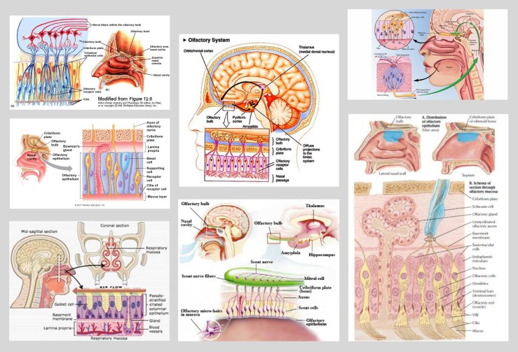 olfactory_epithelium_human_head1