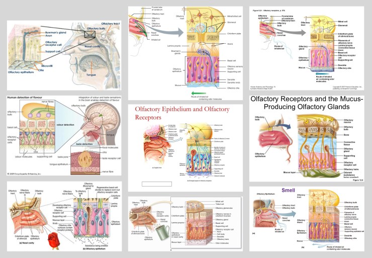 olfactory_epithelium_human_head2