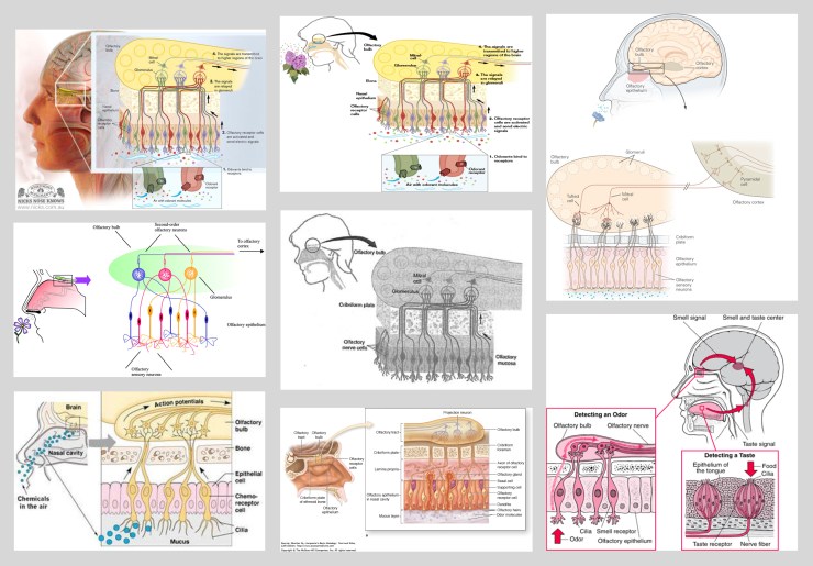 olfactory_epithelium_human_head3