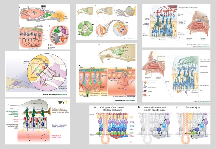olfactory_epithelium_Nature