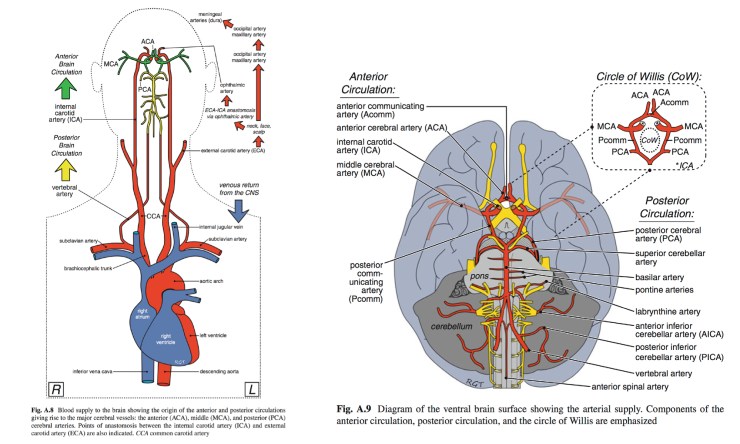 Thorne_images2_06Jul17