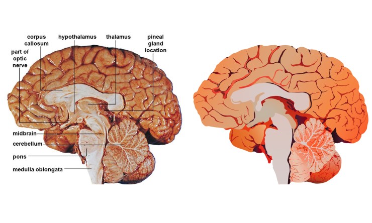 human_brain_drawing_photo_image_21Aug17