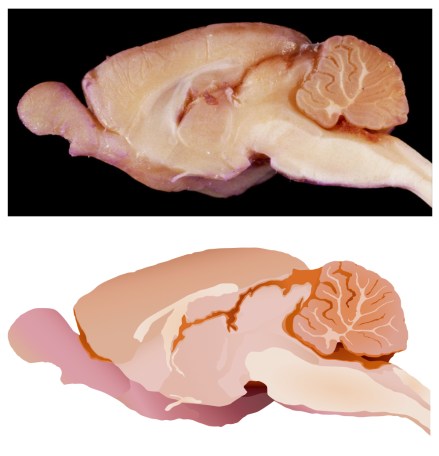 rat_brain_drawing_photo_01Aug17