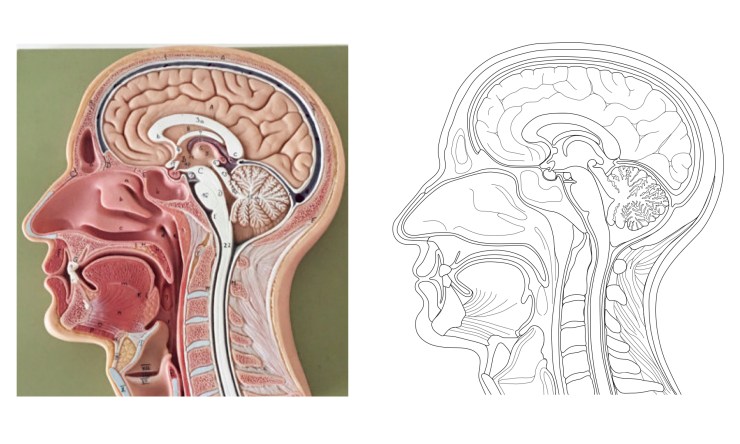 anatomical_head_model_25Sep17
