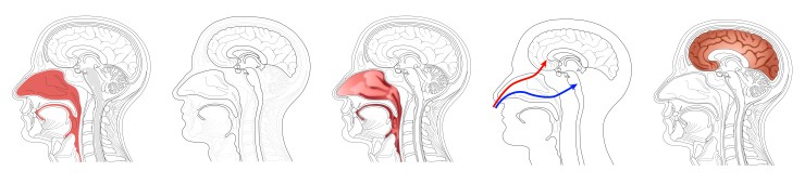 anatomical_head_variations_25Sep17