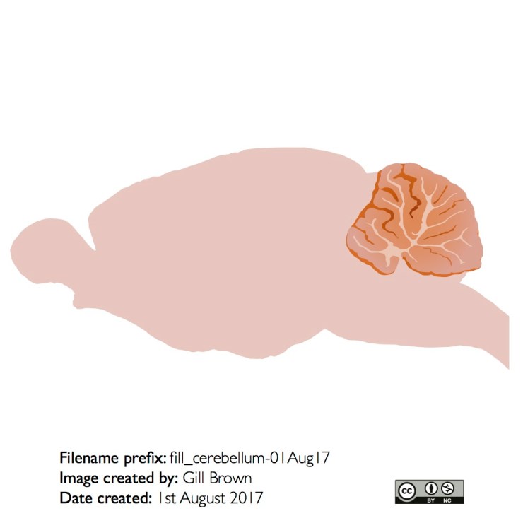 Rat Brain Chart.pdf Neuroscience & graphic design