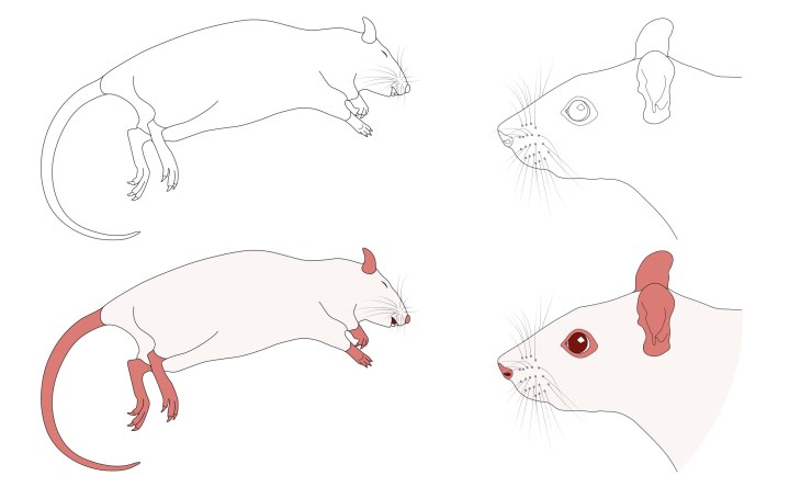 lying_rat2_blog_image_08Jan18