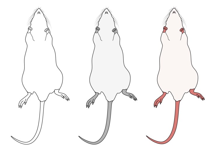 lying_rat_blog_image_08Jan18