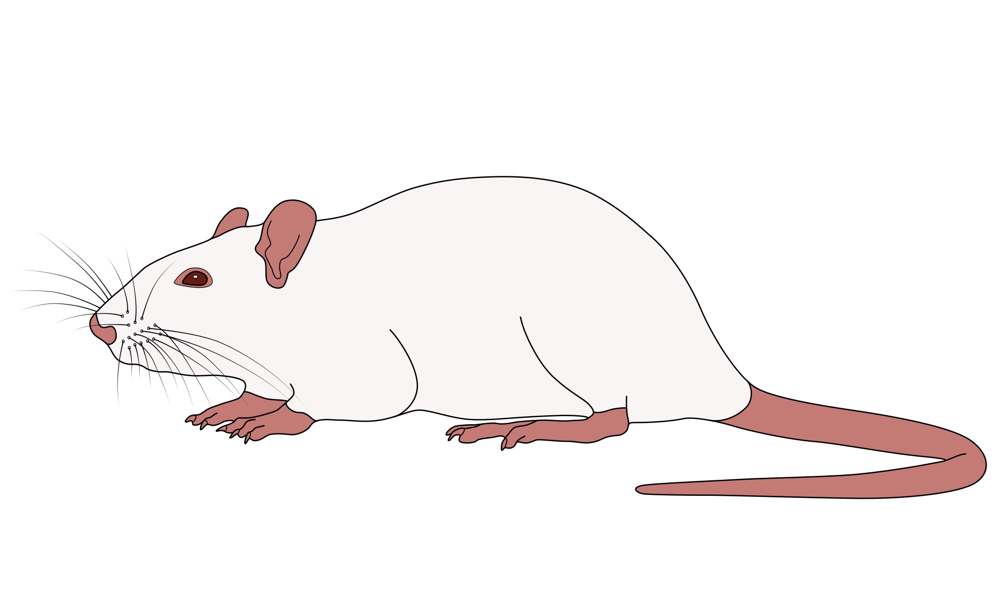 Rats as visual elements – Neuroscience & graphic design
