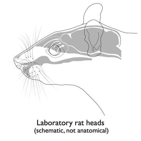 Neuroscience & graphic design