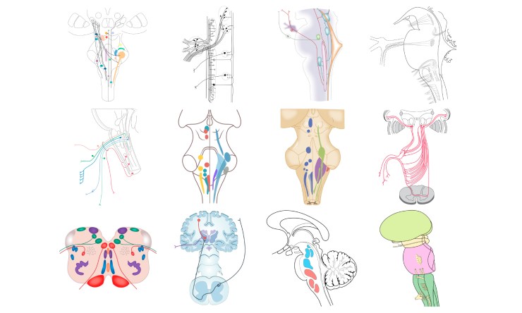 brainstem_nuclei_images_27Apr18