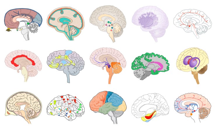 human_brain_images_27Apr18