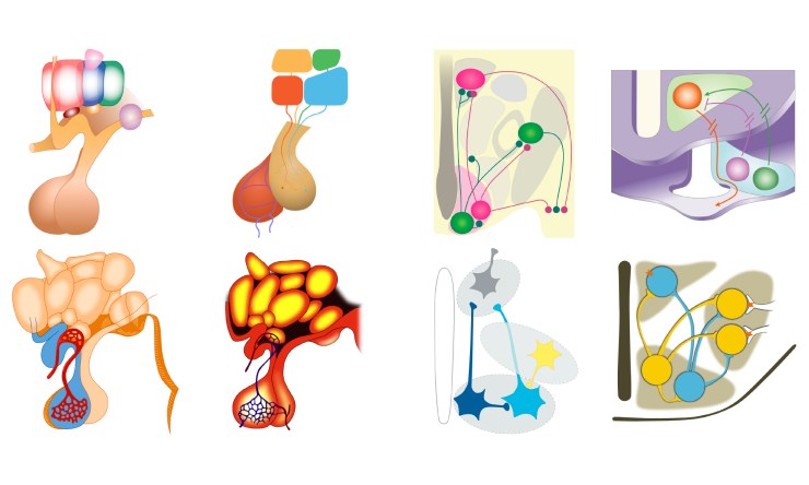 hypothalamic_nuclei1_images_27Apr18