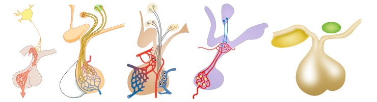 hypothalamic_nuclei2_images_27Apr18