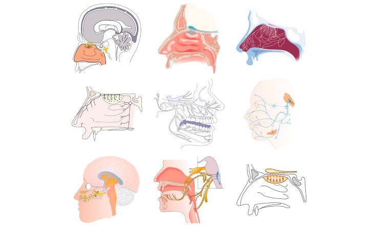 nasal_cavity_images_27Apr18