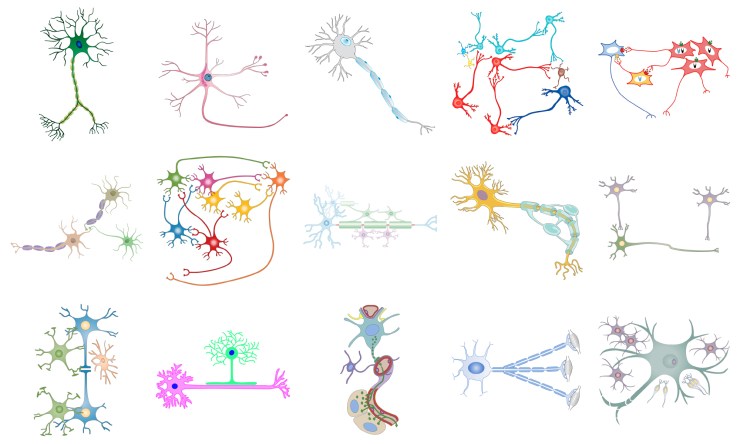 neuron_images_27Apr18