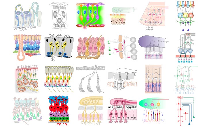 olfactory_epithelium_images_27Apr18