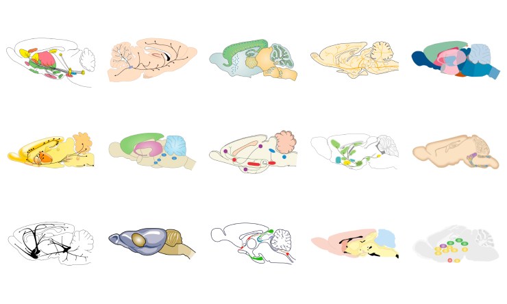 rat_brain_images_27Apr18