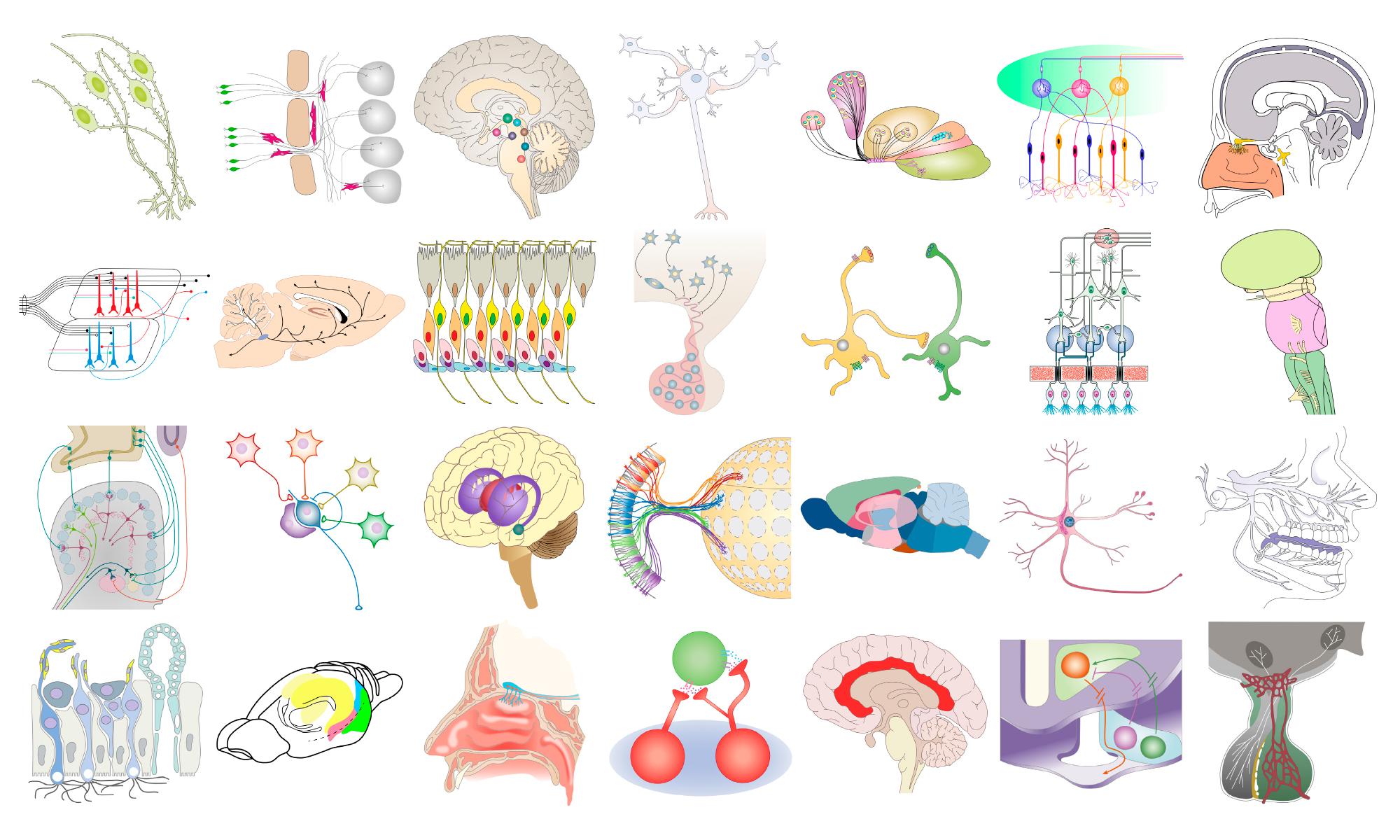 Collections of visual elements – Neuroscience & graphic design