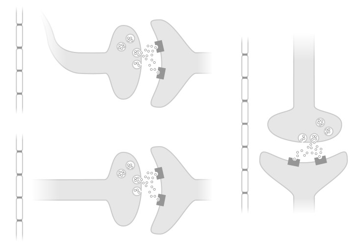 dopamine_versions_image_02Jul18