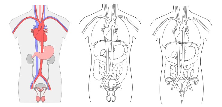 torsos_image_08Jul18