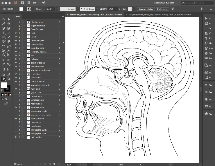 animated_anatomical_head-18Oct18