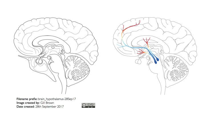 dopamine_pathway_header_image_24Nov18