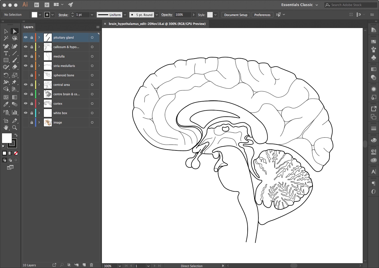 Adapting a file from the image library – Neuroscience & graphic design